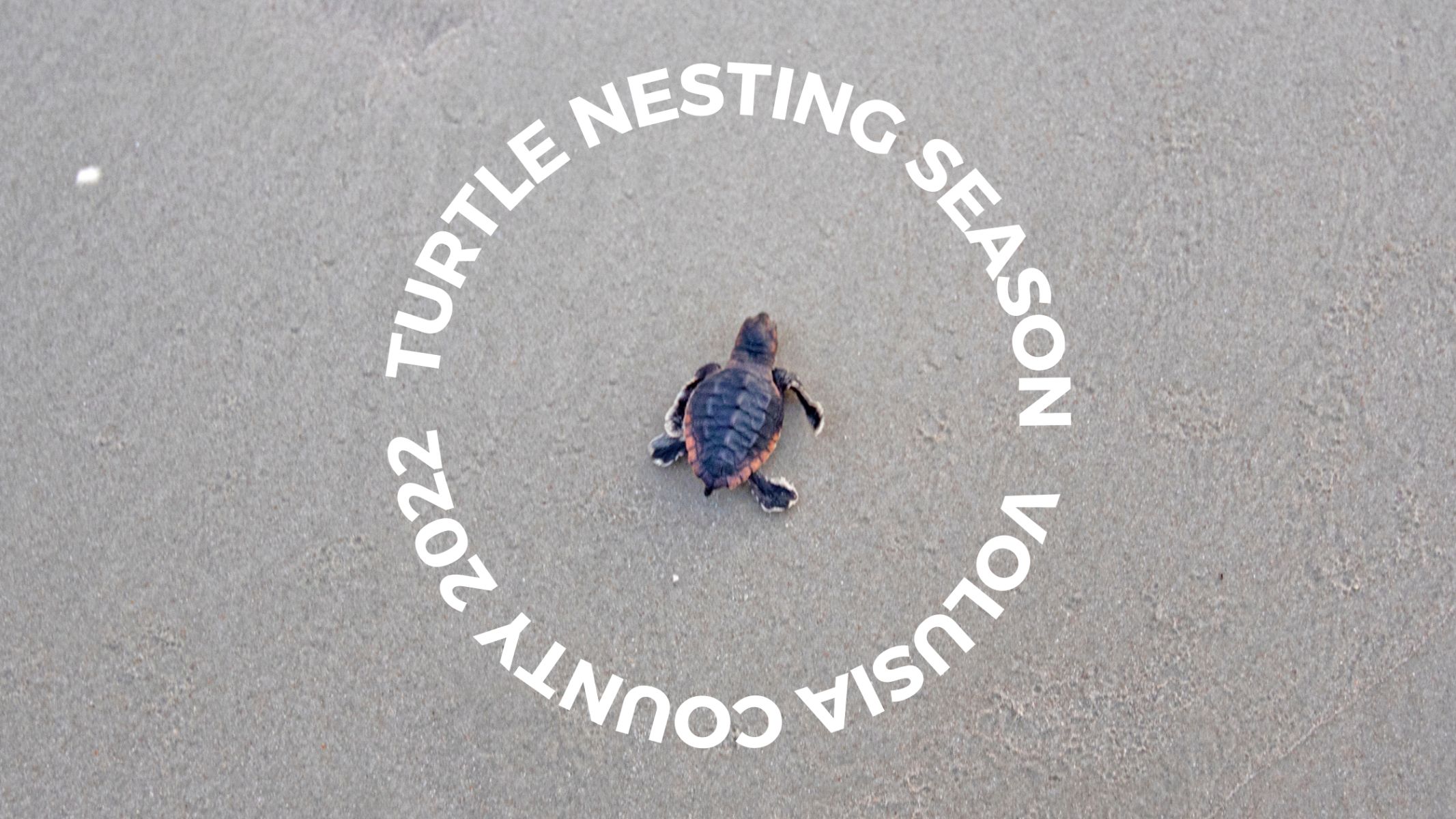 Turtle Nesting Season in New Smyrna Beach and Ormond Beach